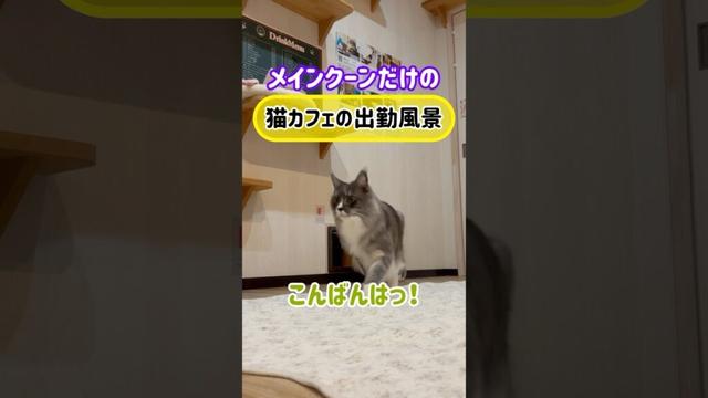 メインクーンだけの【猫カフェの出勤風景】#cat #mainecoon #cooncat #もふもふ #ねこ