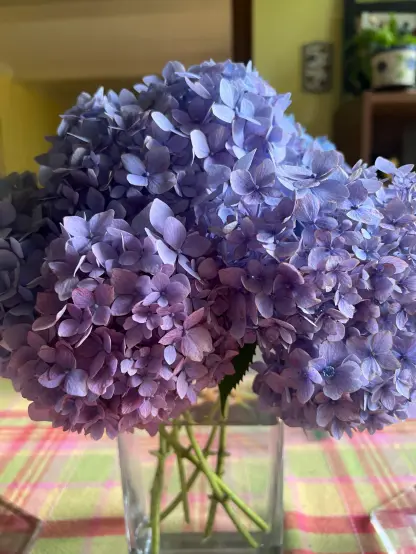 This image shows a close-up of a beautiful bouquet of light purple and lavender hydrangeas arranged in a clear glass vase. The flowers are densely packed, showcasing their delicate, four-petaled blossoms. The light hits the petals softly, enhancing the various shades of purple and hints of blue and pink. The vase sits on a table covered with a plaid-patterned cloth in pastel tones, mainly green and pink. In the background, there’s an indoor setting with warm lighting, partially showing a wooden cabinet with potted plants and home decor. The overall mood of the image is cozy and vibrant.