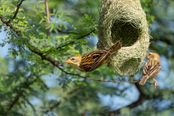 Two female Baya Weavers, one is in the foreground, gripping the side of her hanging grass nest on a leafy branch. The other is in the background, out-of-focus. The oval nest is woven from pale green strands.