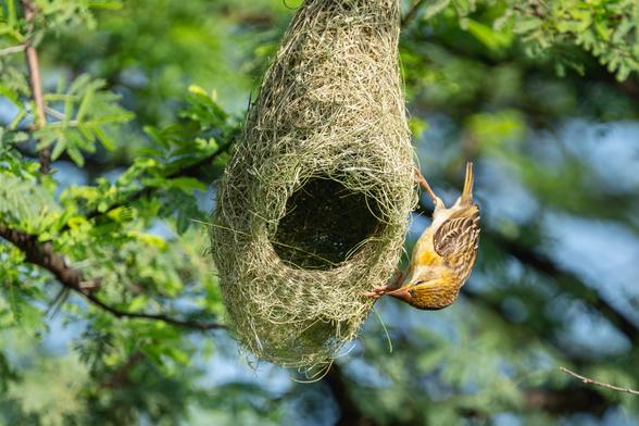 A Baya Weaver hangs upside down on the rim of her oval grass nest, which dangles from a leafy branch. The entrance hole faces forward, revealing the dark interior. Green foliage and blue sky blur in the background.