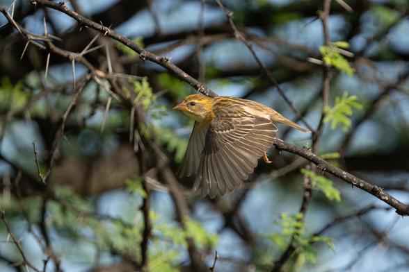 A Baya Weaver darts through thorny branches.
