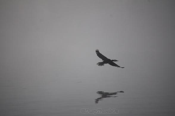 A water bird, just taken flight from the lake. On a very cold foggy morning, nothing else can be seen only the bird and its reflection on the water.