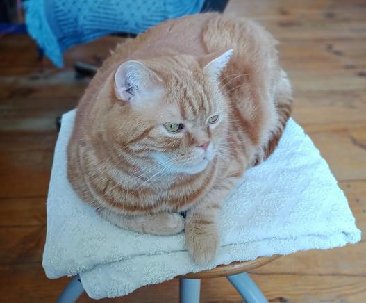 red cat on his chair staring outside to the balcony