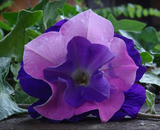 The large blue-purple flower and a pink flower of the same species (five petals joined at the base to form a kind of bell) were cored and formed into a cuff for the purple flower, the sexual parts of which are in focus.