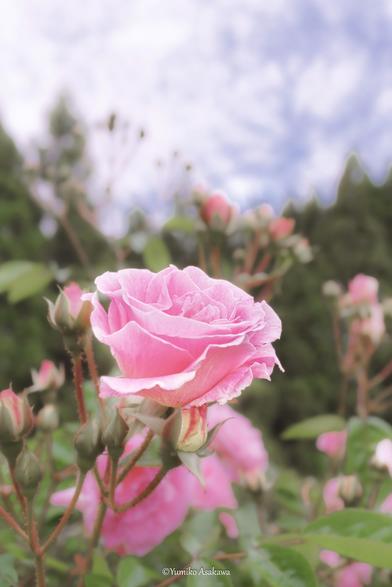 Pink Rose.