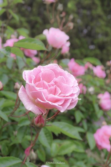 Pink Rose.