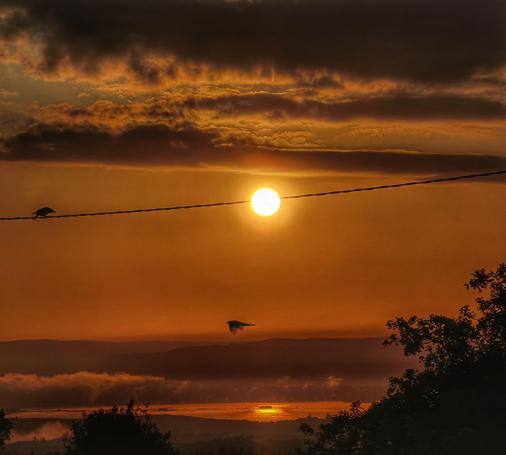 Birds meeting up to watch the sunrise over Loch Cullen