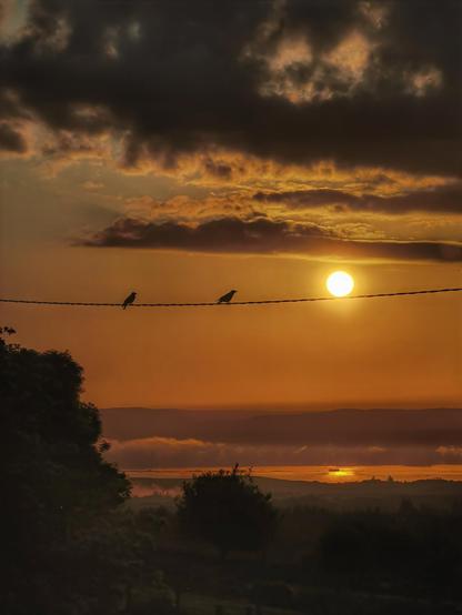 birds.