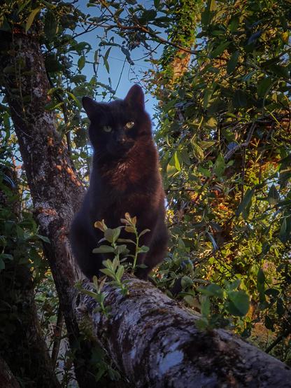 Black cat lady in the tree