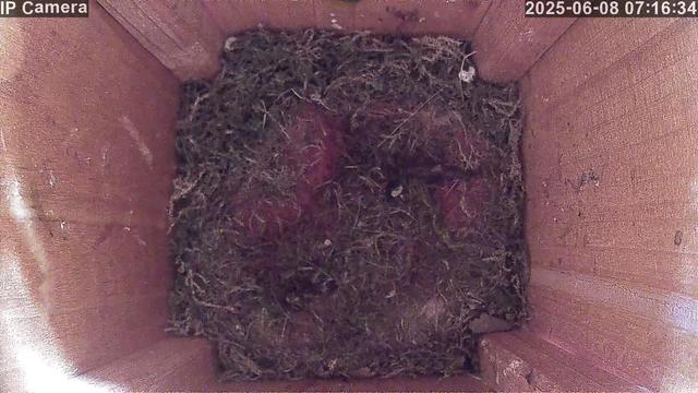 View into a wooden bird nest box from above. The nesting material appears flattened, and faint shapes of recently vacated chicks can be seen—some pinkish, featherless areas are still visible in the center. The nest is now empty, signaling the end of this brood's stay.