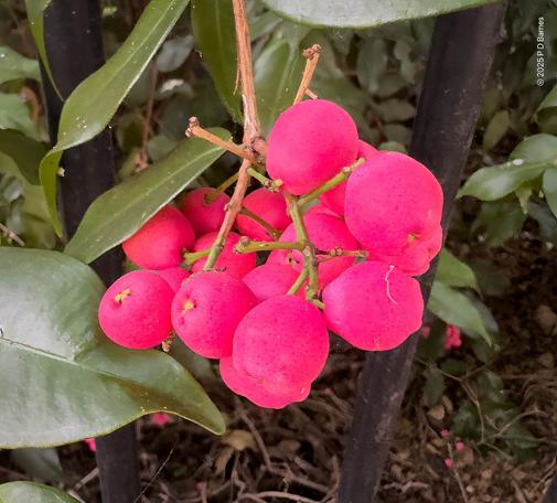 Bright pink lillypilly berries. These berries were an almost neon pink, glowing against the dull green foliage.