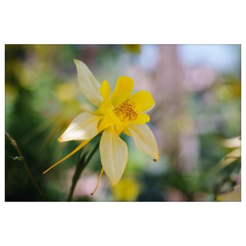 A close-up photograph of a golden columbine flower (Aquilegia chrysantha) in full bloom. The vibrant yellow petals form a star-like shape with five long, backward-curving spurs extending from behind. At the center, a dense cluster of bright yellow stamens arches outward, drawing attention to the flower’s intricate structure. The petals appear soft and slightly translucent under natural light, with subtle shading that adds depth. The background is softly blurred in hues of green, yellow, and lavender, enhancing the flower's delicate presence and creating a calm, natural atmosphere.