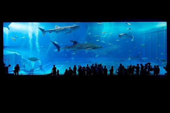 The Kuroshio Sea, the main tank of the Okinawa Churaumi Aquarium. Today is World Oceans Day.