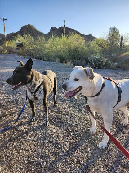 Two dogs stand nobly in the desert sunshine, smiling