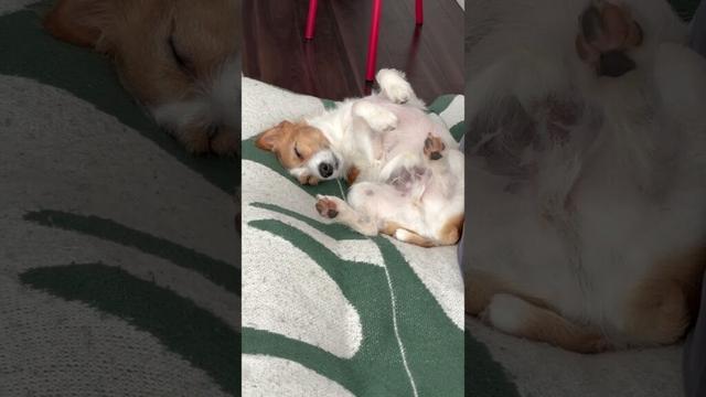 オレのお気に入り熟睡タイム💤 #jackrussellterrier #puppy #pets #ジャックラッセルテリア #犬のいる生活 #dog #cute #jrt