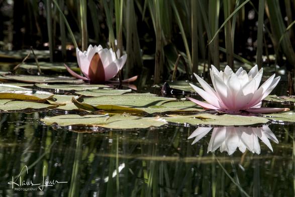 Das Foto zeigt zwei Seerosen inmitten von Seerosenblättern. Die vordere rechte Seerose spiegelt sich im glatten Wasser. Im Hintergrund sind Schilfhalme zu sehen.