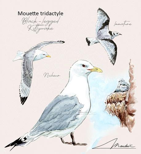 Planche d identification des mouette tridactyles dessinées à l'aquarelle de façon traditionnelle.