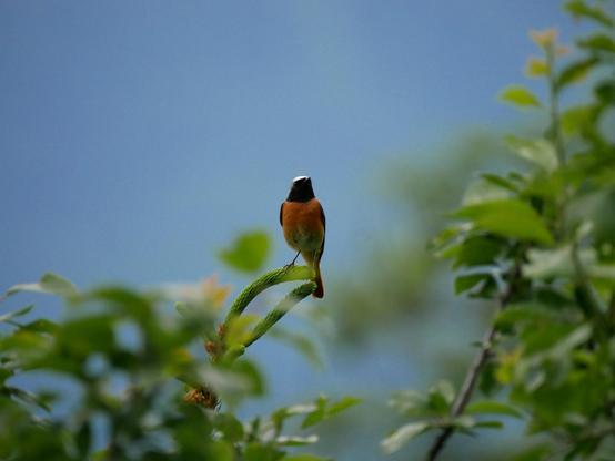 Foto eines kleinen Vogels, der auf der Spitze eines kleinen Baums steht, zu uns gedreht. Er hat einen strahlend orangen Bauch und einen schwarzen Kopf. Rundherum sind unscharf weitere grüne Blätter, dahinter blauer Himmel.