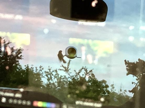 Finch on the bird feeder stuck to the window reflected in my laptop screen with portraits I’m working on out of focus also on the screen.