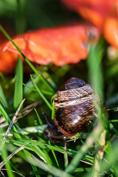 Schnecke unter Mohn