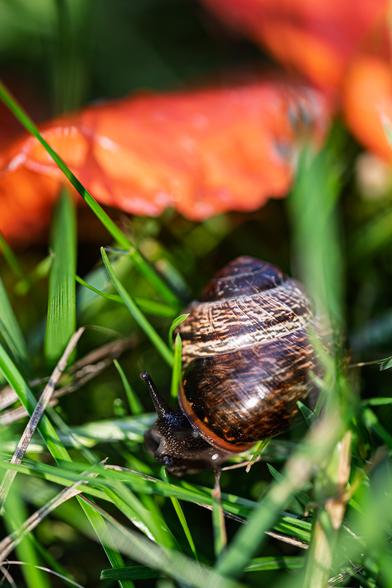 Schnecke unter Mohn