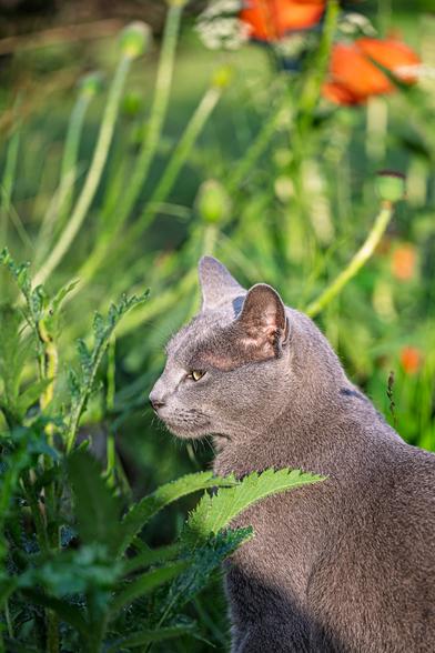 Graue Katze im Mohn