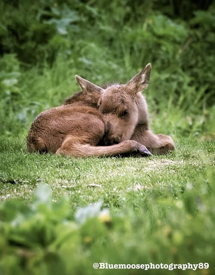 Adorable, precious little moose calf lying right on the trail path this afternoon all curled up and looking so sweet.