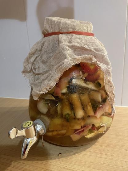 Large glass container with a tap filled with apple cores and skins in water. A muslin cloth on top keeps the fruit flies out.