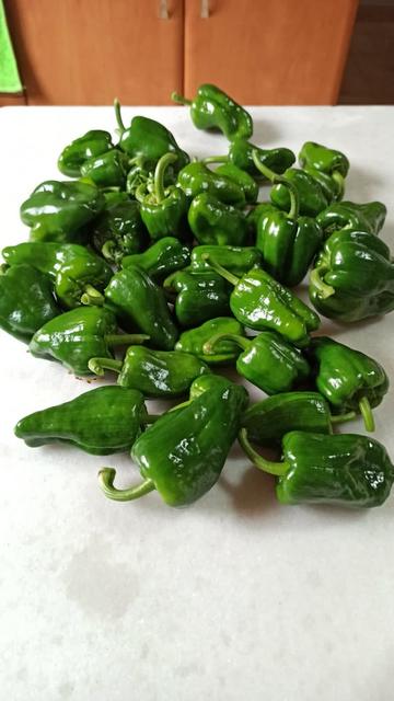Foto de una mesa de mármol donde hay unas tres docenas de pimientos verdes. Son de la variedad Mougán y no pican.