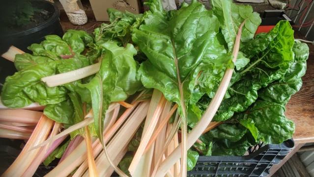 Foto de una cesta de plástico negra que apenas se ve, dentro tiene muchas hojas de acelgas rojas. El tallo es largo y las hojas de color verde.