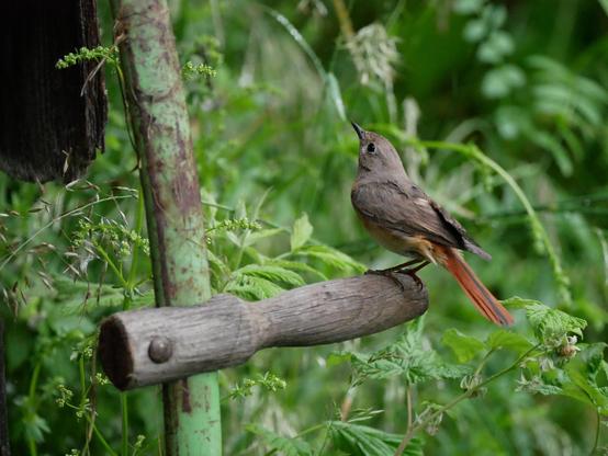 Foto eines kleinen grauen Vogels mit knall-orangen und roten Schwanzfedern, der auf dem Holzgriff einer Sense sitzt. Er ist von uns weg gedreht und offenbar kurz davor, nach links oben weg zu fliegen, da er bereits eine leicht abspringende Haltung eingenommen hat. Im Hintergrund ist grünes Gras.