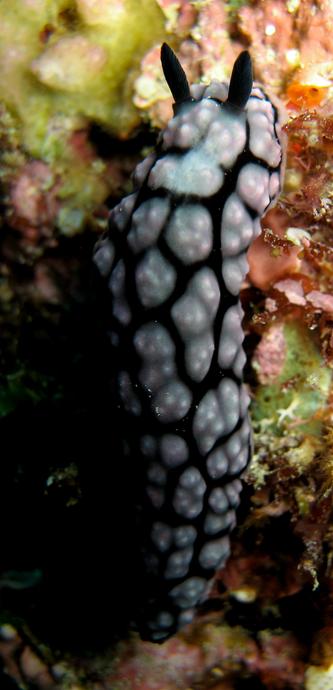 photograph of the nudibranch phyllidiella pustulosa, taken in okinawa, japan. June, 2007.
