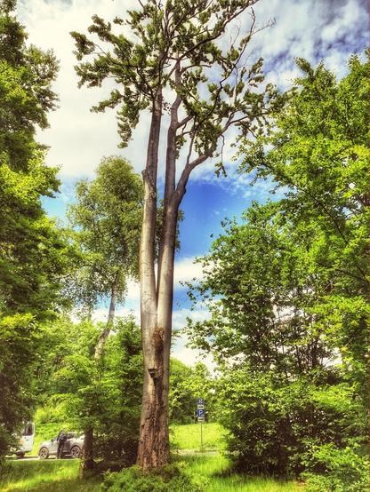 Ein schlanker Baum, der sich im unteren Drittel teilt, erhebt sich in den blau weißen Himmel. Links und rechts davon das grüne Laub von Büschen und Bäumen.