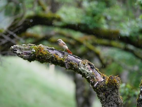 Foto eines jungen Gartenrotschwanzes (hell-orange Brust, knall-orange Schwanzfedern, grauer Körper), der im Rege auf dem Ast eines abgestorbenen Baumes sitzt. Der Ast ist mit Moos und Flechten übersät, überall sind Regentropfen im Bild zu sehen, die runter fallen.