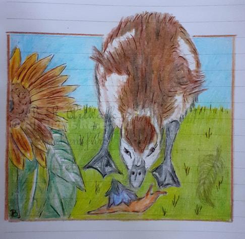 Buntstift Bild Ein Gänsejunges mit braun weißem Gefieder steht frontal zum Betrachter auf einer Wiese und hält den Kopf nach unten zwischen die Beine um die kleine Schnecke mit der Glockenblumenblüte auf dem Rücken vor sich zu betrachten. Links im Bild die Hälfte einer großen braunen Sonnenblume. Himmel hellblau. Bild hat einen braunen Strich als Rahmen. Der Po der Gans ragt oben über das Bild hinaus.