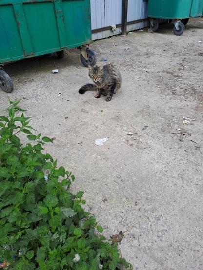 It's actually a stray cat that I look after from time to time