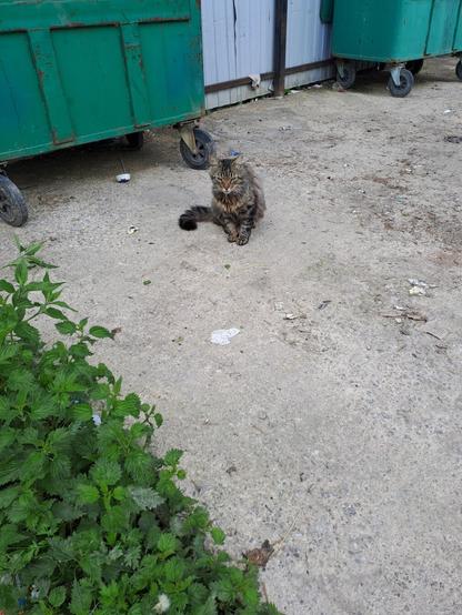It's actually a stray cat that I look after from time to time