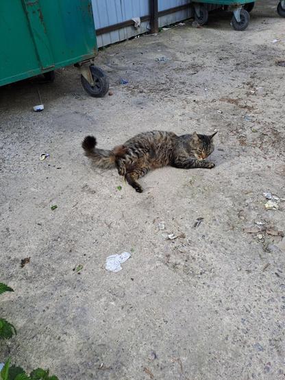 It's actually a stray cat that I look after from time to time