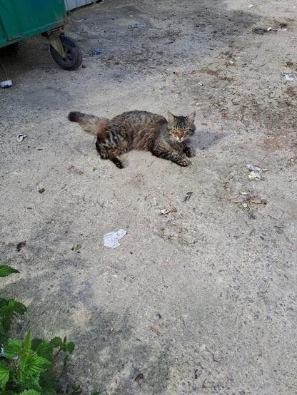 It's actually a stray cat that I look after from time to time