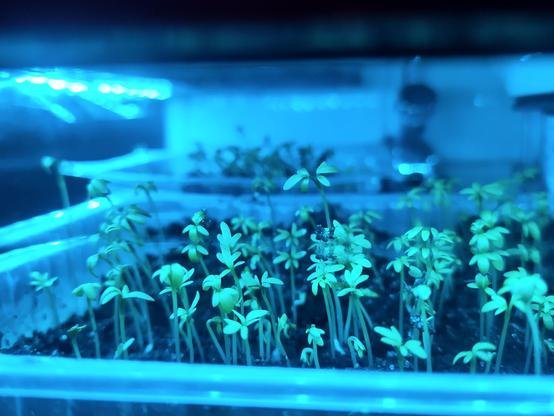 Tiny green sprouts under blue UV light, under my sink