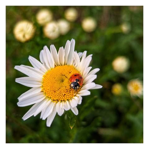 A high-angle, close-up shot focuses on a red ladybird with black spots resting on the bright yellow centre of a white daisy. The daisy's petals are fully open, showcasing its vibrant colours. The background is softly blurred, displaying a verdant green with other out-of-focus white and yellow flowers, suggesting a garden or field setting.