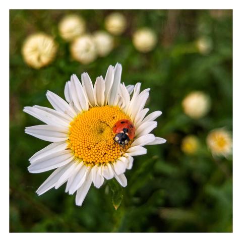 A high-angle, close-up shot focuses on a red ladybird with black spots resting on the bright yellow centre of a white daisy. The daisy's petals are fully open, showcasing its vibrant colours. The background is softly blurred, displaying a verdant green with other out-of-focus white and yellow flowers, suggesting a garden or field setting.