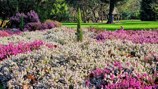 A vibrant garden scene filled with a wide array of pink and white heather flowers in full bloom. In the background, there's a lush green lawn and various trees, some with exposed roots, under a bright sky. A small conical evergreen shrub stands in the middle of the heather bed.