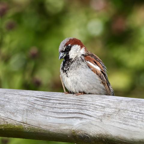 Male House sparrow
