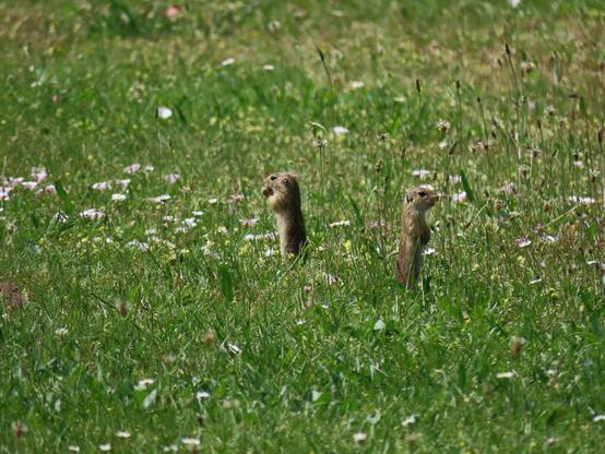 A field of short grass with daisies, plantain, and other weeds. Two small brown animals are sitting up in the middle of it, both standing on their hind legs, facing away from one another. The right-hand one is a little towards tha camera and looking in its direction, whereas the further one is looking away and holding some seeds or grass to eat it.