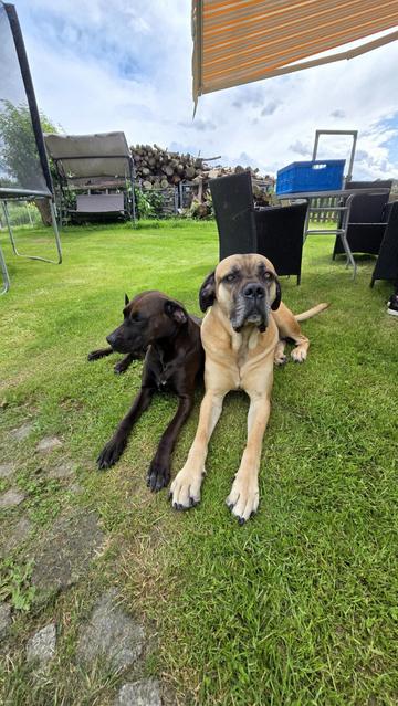 Zwei große Hunde liegen entspannt auf einer grünen Wiese. Der linke Hund ist schwarz und schaut zur Seite. Der rechte Hund ist hellbraun mit einer dunkleren Schnauze und blickt direkt in die Kamera. Im Hintergrund sind Gartenmöbel und ein Stapel Holz zu sehen unter einem bewölkten Himmel.