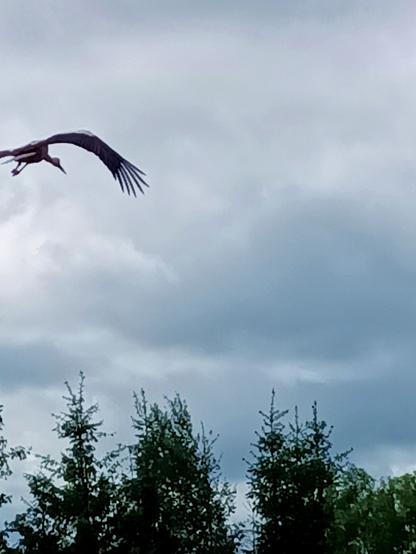 A somewhat poorly framed and zoomed shot of a stork in flight above some trees in a rainy sky. The wings are curved down, feathers extended like fingers, legs pulled bag and beak straight ahead.
