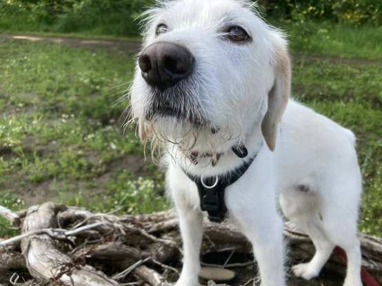 White dog