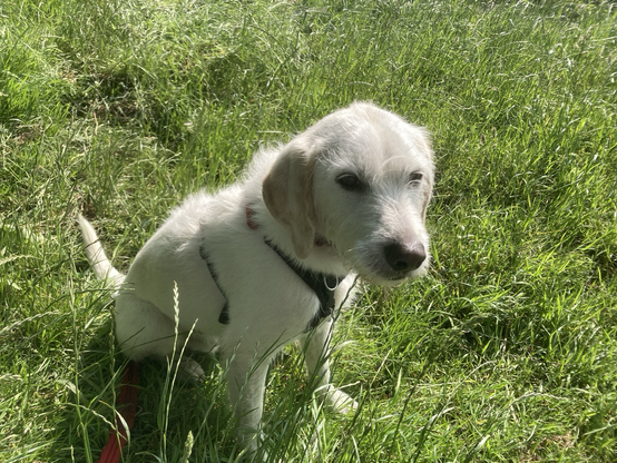 White dog