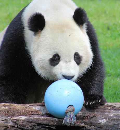 Giant panda Bao Li is standing behind a log. Sitting on the log is a light blue ball on a rope.